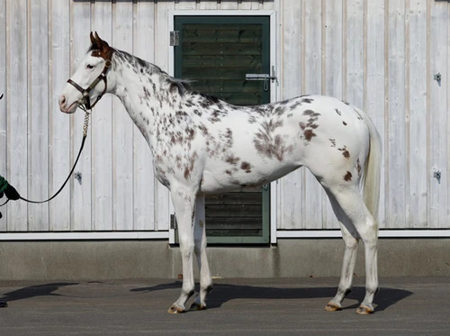 競馬】トレセンで注目の的。「白毛馬」ユキチャンの妹 | web Sportiva